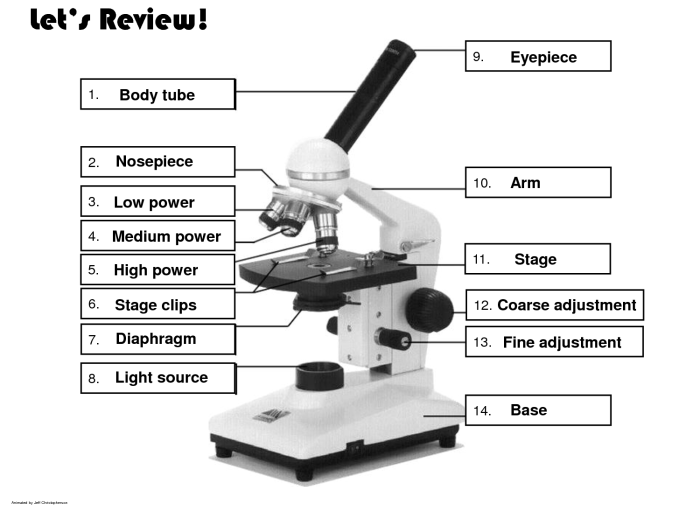 Compound light microscope parts quiz