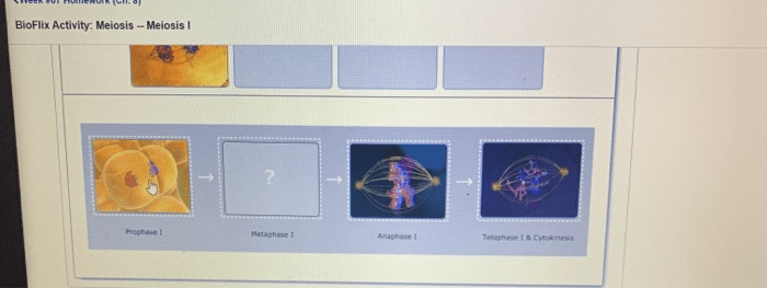 Bioflix activity meiosis meiosis i