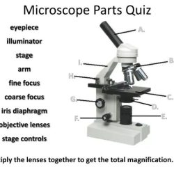 Microscope microscopy microscopes labeled biology microscop sinhala kirstine x80