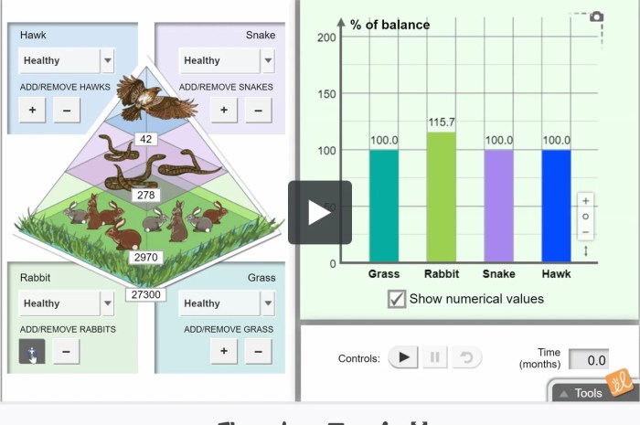 Rabbit population by season gizmo