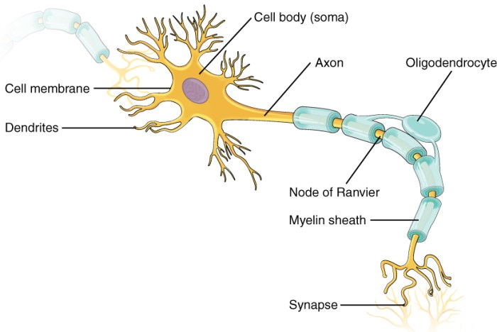 Review sheet 13 neuron anatomy and physiology