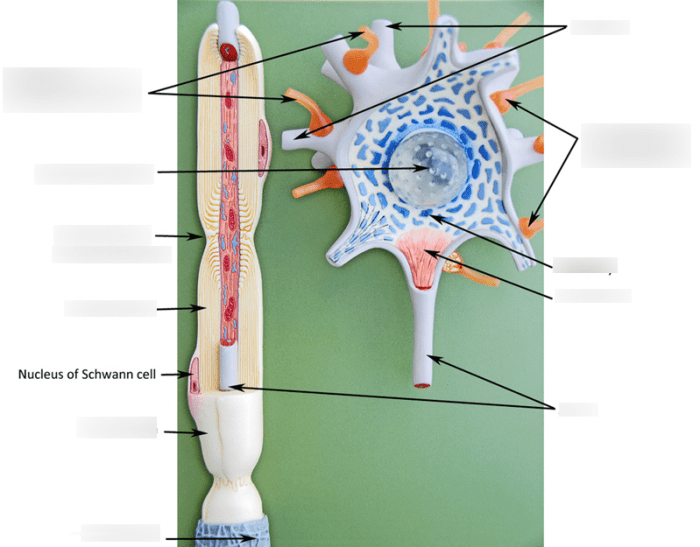 Review sheet 13 neuron anatomy and physiology