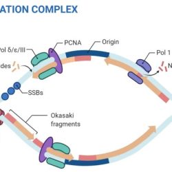 Replication ladyofhats adapted