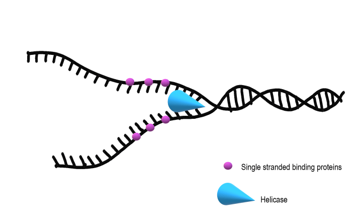 Select the most accurate statement describing dna replication complexes