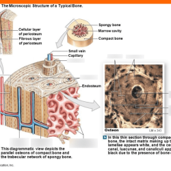 Bone microscopic structure