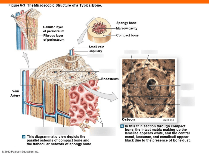 Bone microscopic structure