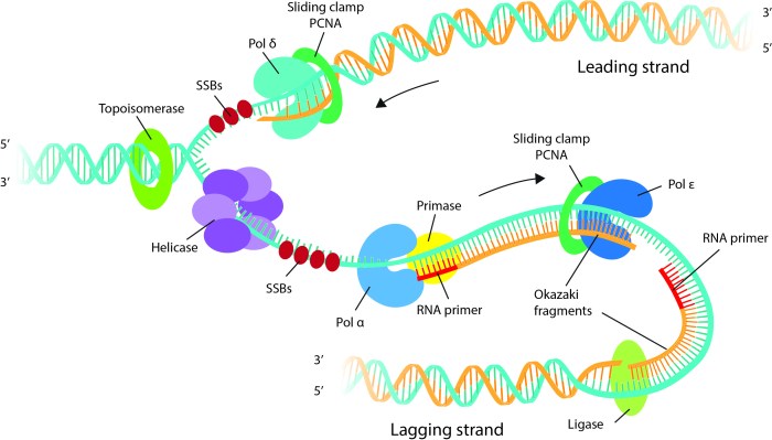 Select the most accurate statement describing dna replication complexes