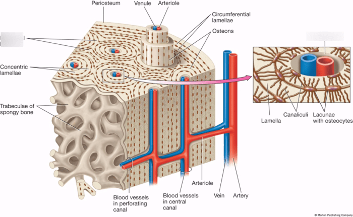 Bone compact structure diagram anatomy spongy long periosteum figure labeled tissue under cross structural shows central bones found unit illustration